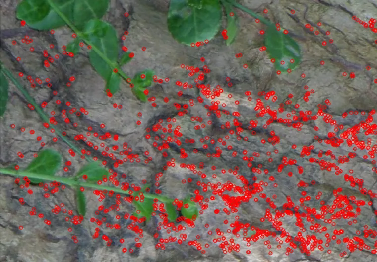 BRISK keypoints (red circles) on the Bark dataset's first image