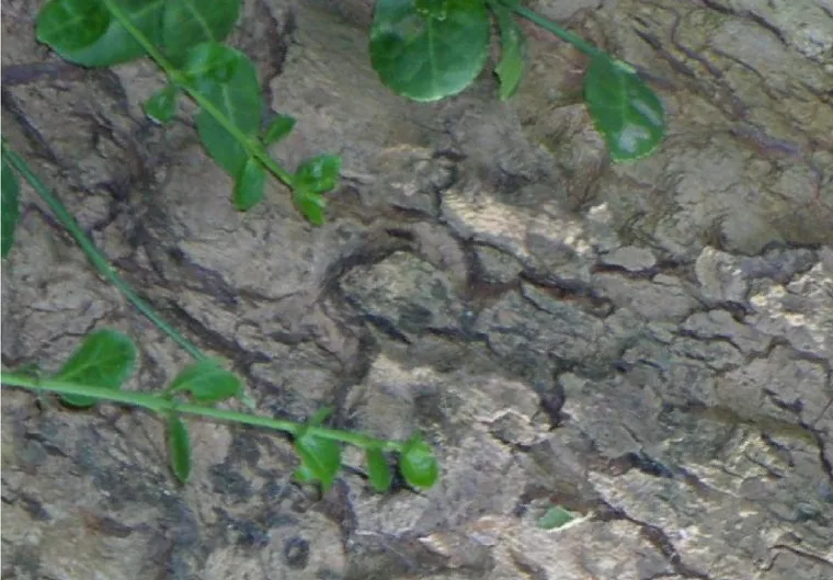 The Bark dataset's first image with no keypoints drawn on it: bark texture with green leaves and vines in the top-left and bottom-left corners