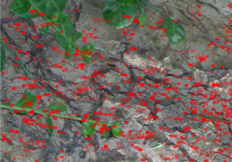 Harris-Laplace keypoints on the same Bark image: a noticeably denser and more clustered scatter than FAST's